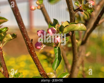 ungeöffnete Apfelblüten im Frühling, Russland, Tula oblast Stockfoto