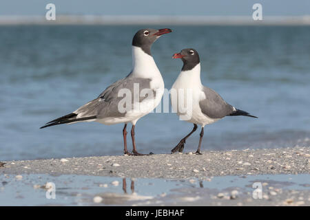 Lachende Möve Stockfoto