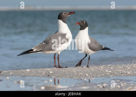 Lachende Möve Stockfoto
