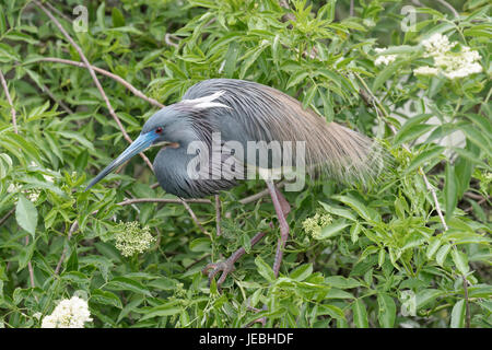 Dreifarbige Heron Stockfoto