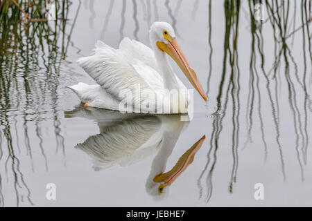 Weißer Pelikan Stockfoto