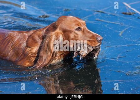 Jagdhund mit Beute im Wasser schwimmen Stockfoto