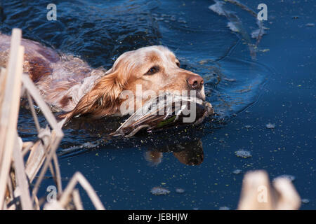 Jagdhund mit Jagdtrophäe - Ente im Wasser schwimmen Stockfoto