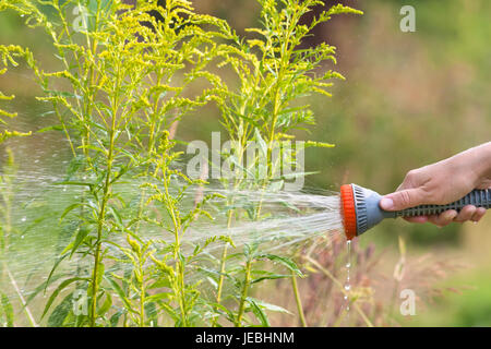 Hand des Gärtners Bewässerung Blumenbeet mit Gartenschlauch Stockfoto