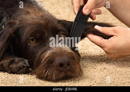 Hände, die Haare des Hundes zu Hause zu kämmen Stockfoto