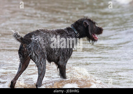 Jagd-Hund Deutsch Drahthaar am Fluss nass Stockfoto