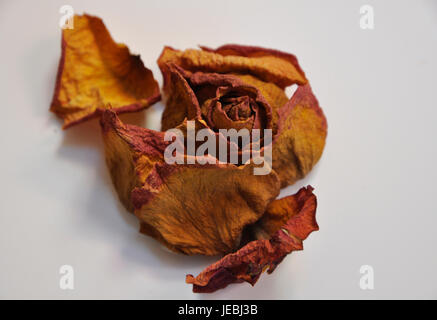 getrocknete rose Blume Stockfoto