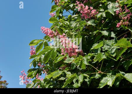 Aesculus x carnea Stockfoto