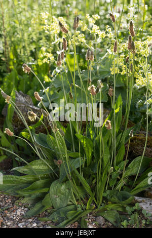 Spitz-Wegerich, Spitzwegerich, Wegerich, Plantago Lanceolata, Englisch Wegerich, Spitzwegerich, Narrowleaf Wegerich, Spitzwegerich Spitzwegerich, Ribleaf, le Wegerich l Stockfoto