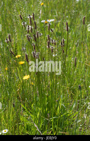 Spitz-Wegerich, Spitzwegerich, Wegerich, Plantago Lanceolata, Englisch Wegerich, Spitzwegerich, Narrowleaf Wegerich, Spitzwegerich Spitzwegerich, Ribleaf, le Wegerich l Stockfoto