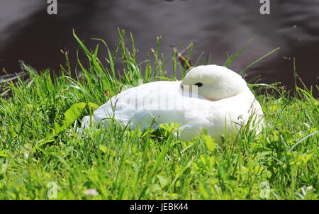 Weiße Ente Anas Platyrhynchos liegt am Ufer des Sees in Gattschina-Park. Stockfoto