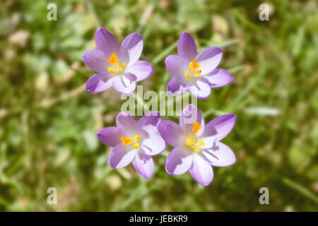 Krokus Blüten im Frühjahr, Österreich Stockfoto