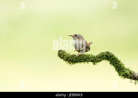 Zaunkönig (Troglodytes Troglodytes) auf einem isolierten Zweig. Arten der Winter Wren in Amerika und der gemeinsamen oder distal Zaunkönig an anderer Stelle nennt man. Stockfoto