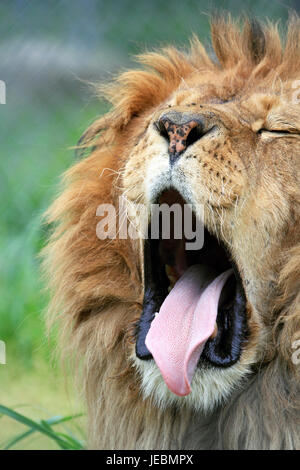 An African Lion, Panthera Leo, am Platz Farmen Zoo und Museum, Sussex County, New Jersey, USA Stockfoto