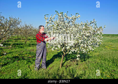 Landwirt analysiert Blume Cherry Orchard und mit einem Tablettgerät. Stockfoto