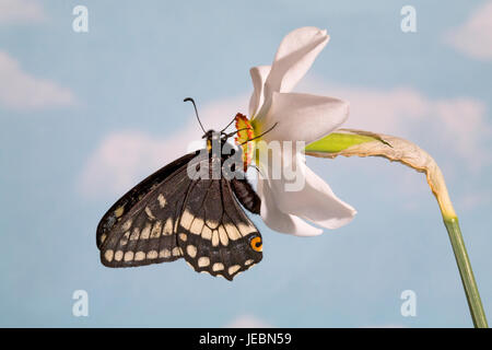 Indra Schwalbenschwanz Schmetterling Papilio Indra, Nectaring auf ein Fasan Auge wilde Blume, Narzisse Poetica, Metolius River Camp Sherman, Oregon. Stockfoto