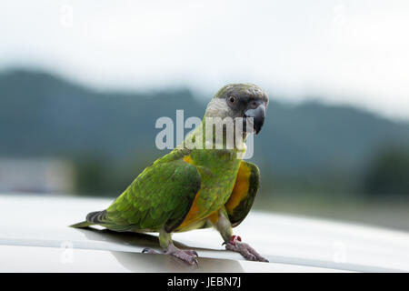 Papagei Ara auf blauen Himmelshintergrund. Stockfoto