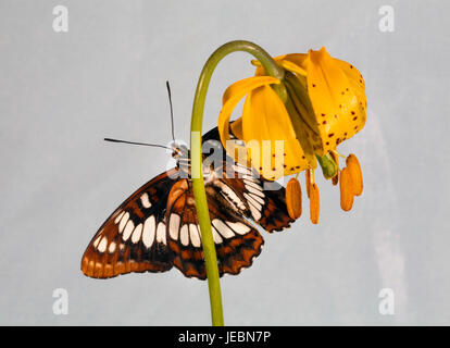 Ein Lorquin Admiral Schmetterling, Limenitis Lorquini, stieg auf einem kolumbianischen Lilie Wildblumen. Stockfoto