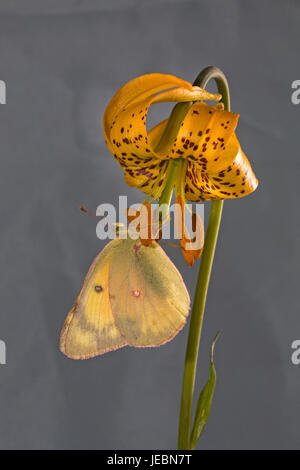 Ein Schmetterling getrübten Schwefel, Colias Philodice Eriphyle, auf eine Columbia Lily oder Tiger-Lilie, Lilium Columbianum, auf der Metolius River, Oregon Stockfoto