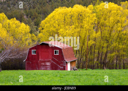 Eine alte rote Scheune gegen Weiden, die erst im Frühjahr Blatt heraus. Stockfoto