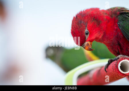 Sun Conure Papagei auf Natur Hintergrund am Abend. Stockfoto