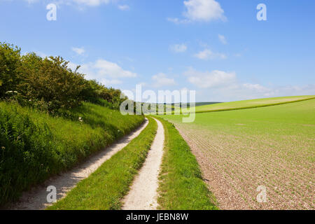 eine weiße kalkhaltige geschwungene Farm verfolgen neben einem Hang Erbse Feld in die Yorkshire Wolds bei blau bewölktem Himmel im Sommer Stockfoto