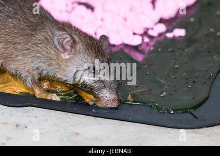 Ratte im Klebestift auf die Mausefalle auf der Etage Stockfoto