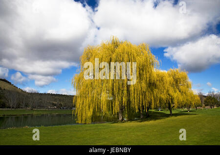 Eine große Trauerweide Baum auf einer Rasenfläche auf einen frühen Frühling. Stockfoto