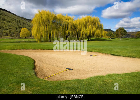 Ein Sandfang auf einem Golfplatz mit einer Harke drin und einem großen Trauerweide Baum im Hintergrund. Stockfoto