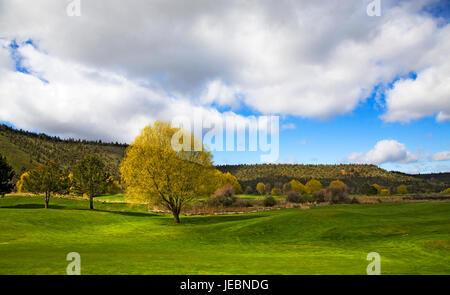 Eine große Trauerweide Baum auf einer Rasenfläche auf einen frühen Frühling. Stockfoto