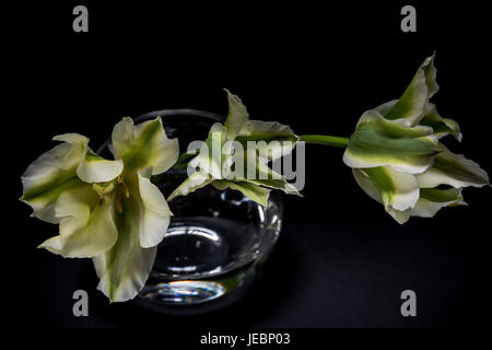 Tulpen in Vase - Stillleben mit schwarzem Hintergrund Stockfoto