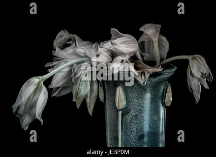 Verwelkte Tulpen in Vase - Stillleben mit schwarzem Hintergrund Stockfoto