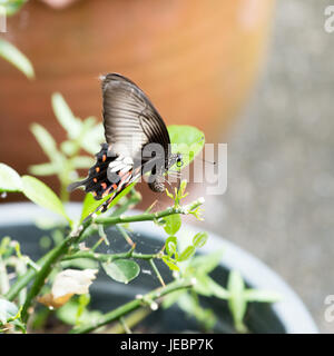 Schmetterling mit Eiern auf ein Orangenbaum. Stockfoto