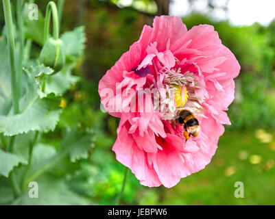 Honigbiene in großen Mohnblume Stockfoto