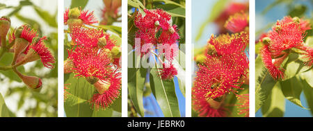 Australische Panorama Natur Banner mit set roter Eukalyptus-Blumen-Foto-Elemente im weißen Rahmen Stockfoto