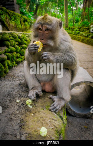 Langschwanzmakaken Macaca Fascicularis in The Ubud Monkey Forest Temple Essen einen Cob Mais mit seinen Händen auf Bali Indonesien. Stockfoto