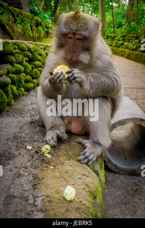 Langschwanzmakaken Macaca Fascicularis in The Ubud Monkey Forest Temple Essen einen Cob Mais mit seinen Händen auf Bali Indonesien. Stockfoto