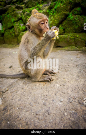 Baby Long-tailed Macaque Macaca Fascicularis in The Ubud Monkey Forest Temple Essen einen Cob Mais mit seinen Händen auf Bali Indonesien. Stockfoto