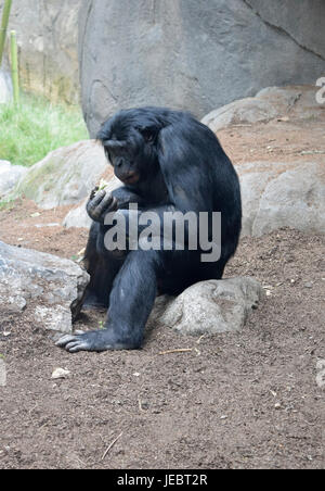 Gorilla tief in Gedanken Stockfoto