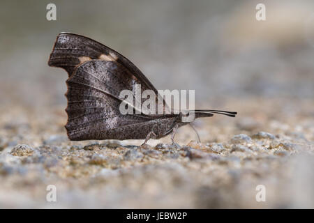 Der Club Schnabel (Libythea Myrrha) ist ein Schmetterling gefunden in Asien, die die Libytheinae Gruppe der Bürste leichtfüßig Schmetterlinge-Familie gehört. Chaloem Phr Stockfoto