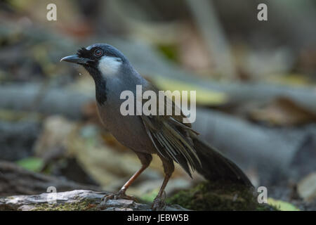 Black-throated Laughingthrush (Garrulax Chinensis) in Phu Khieo Wildlife Sanctuary, Thailand. Stockfoto