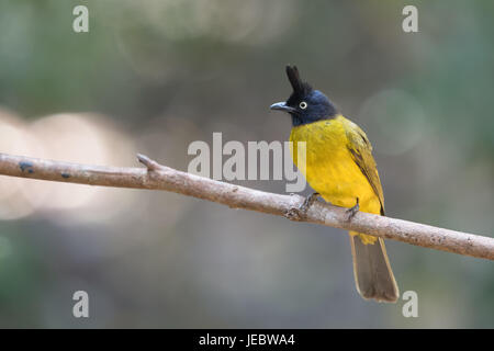 Schwarz-crested Bulbul (Pycnonotus Flaviventris) ist ein Mitglied der Bülbül-Familie der passerine Vögel. Stockfoto