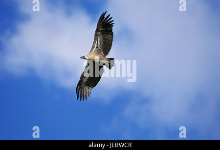 Weiße Rückseite Geier in den Flug, abgeschottet Africanus, Stockfoto