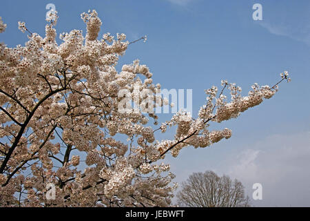 Frühling, Blüte des Baumes, Yoshino Kirschenbaum oder Tokyo-Kirsche, Prunus X yedoensis, Rosengewächse, Deutschland, Wein nach Hause, Bergstraße, Stockfoto