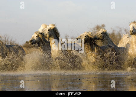 Camargue-Pferde Kreuz Gewässer, Stockfoto