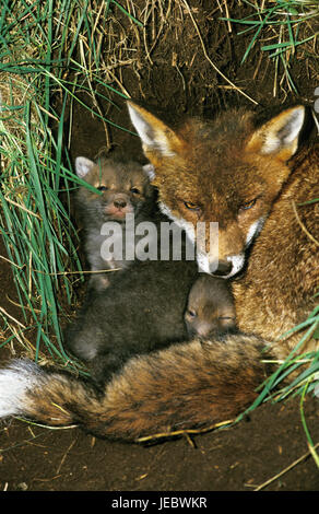 Rotfuchs Imt für junge Tiere in ihrem Bau, Vulpes Vulpes, Stockfoto