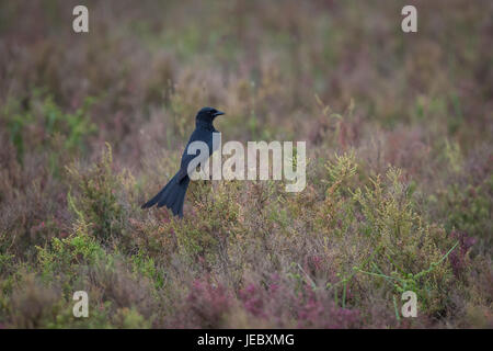 Schwarzer Drongo (Dicrurus Macrocercus) ist ein kleiner asiatischer passerine Vogel der Adelsfamilie Drongo Dicruridae. Stockfoto