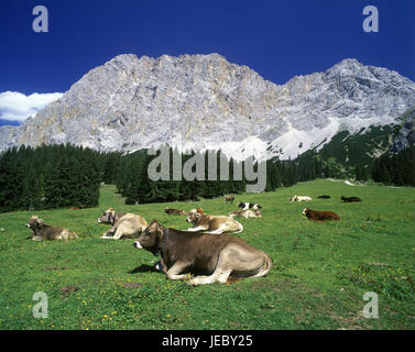 Österreich, Tirol, extern-far, Ehrwalder Alm, Kühe in der Nähe von der Ehrwalder Alm, Zugspitzes, Stockfoto