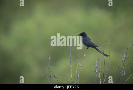 Schwarzer Drongo (Dicrurus Macrocercus) ist ein kleiner asiatischer passerine Vogel der Adelsfamilie Drongo Dicruridae. Stockfoto