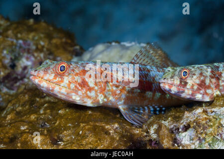 Riff Eidechsenfisch, Synodus Variegatus, Namena marine Park, Fidschi, Stockfoto